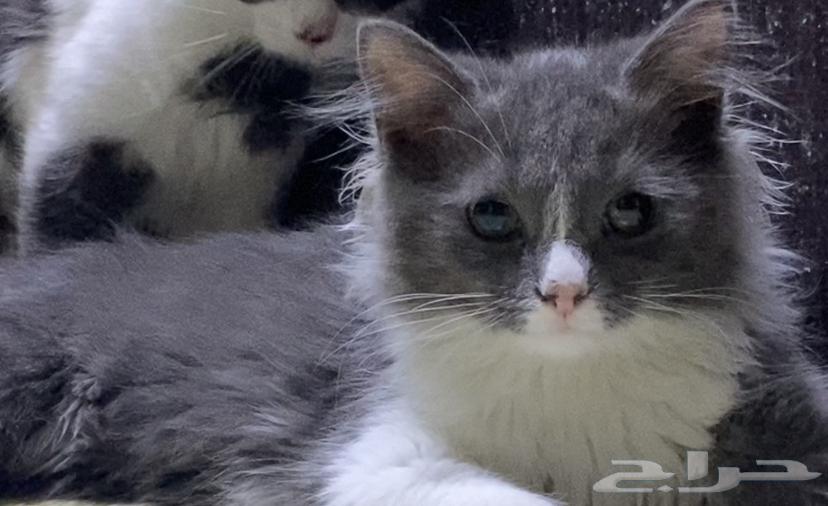 قطتين صغار للبيع مع بعض64424119171969111