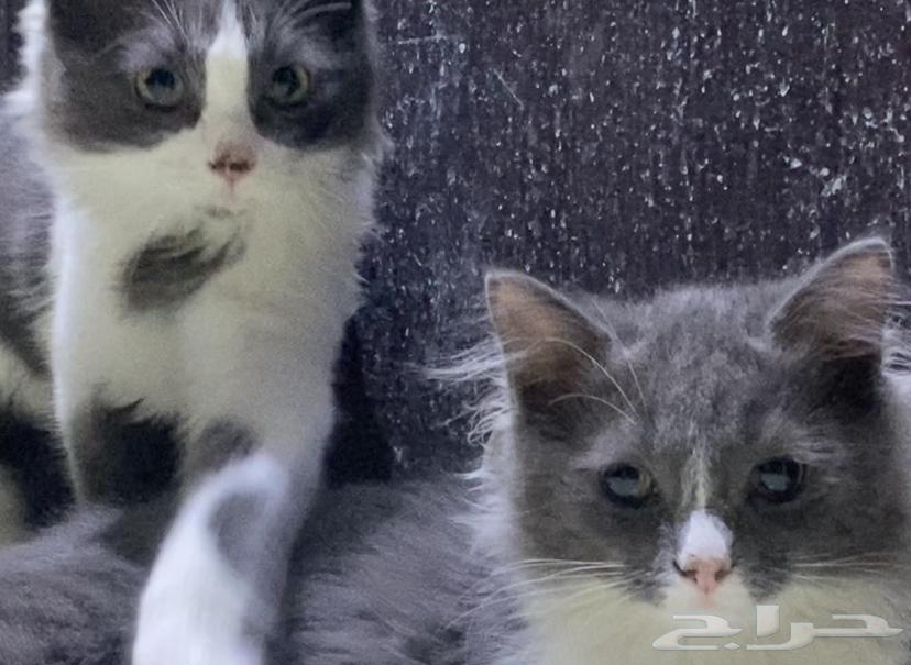 قطتين صغار للبيع مع بعض64424119171969113