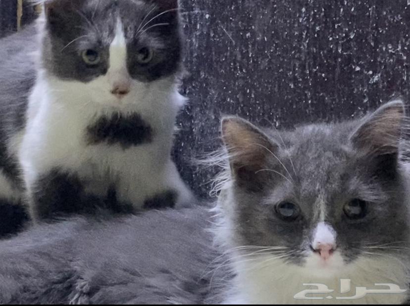 قطتين صغار للبيع مع بعض64424119171969112