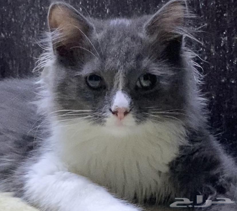 قطتين صغار للبيع مع بعض64424119171969110