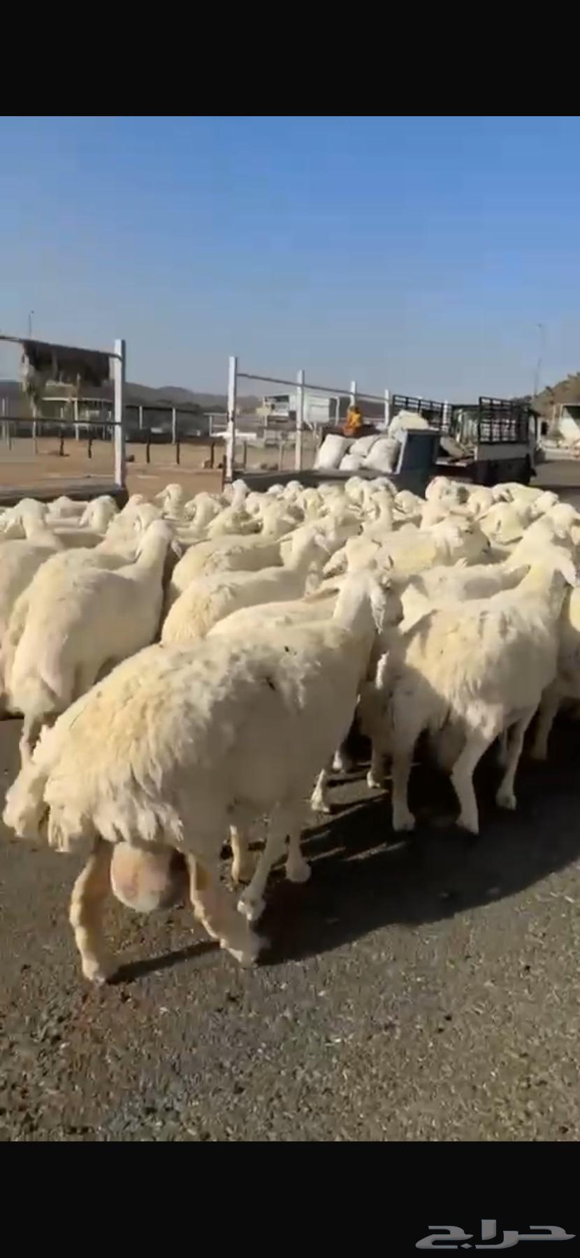 حريات صنف العدد 62 رأس وسم واحد مولد 2 جايبه 464420851136899111