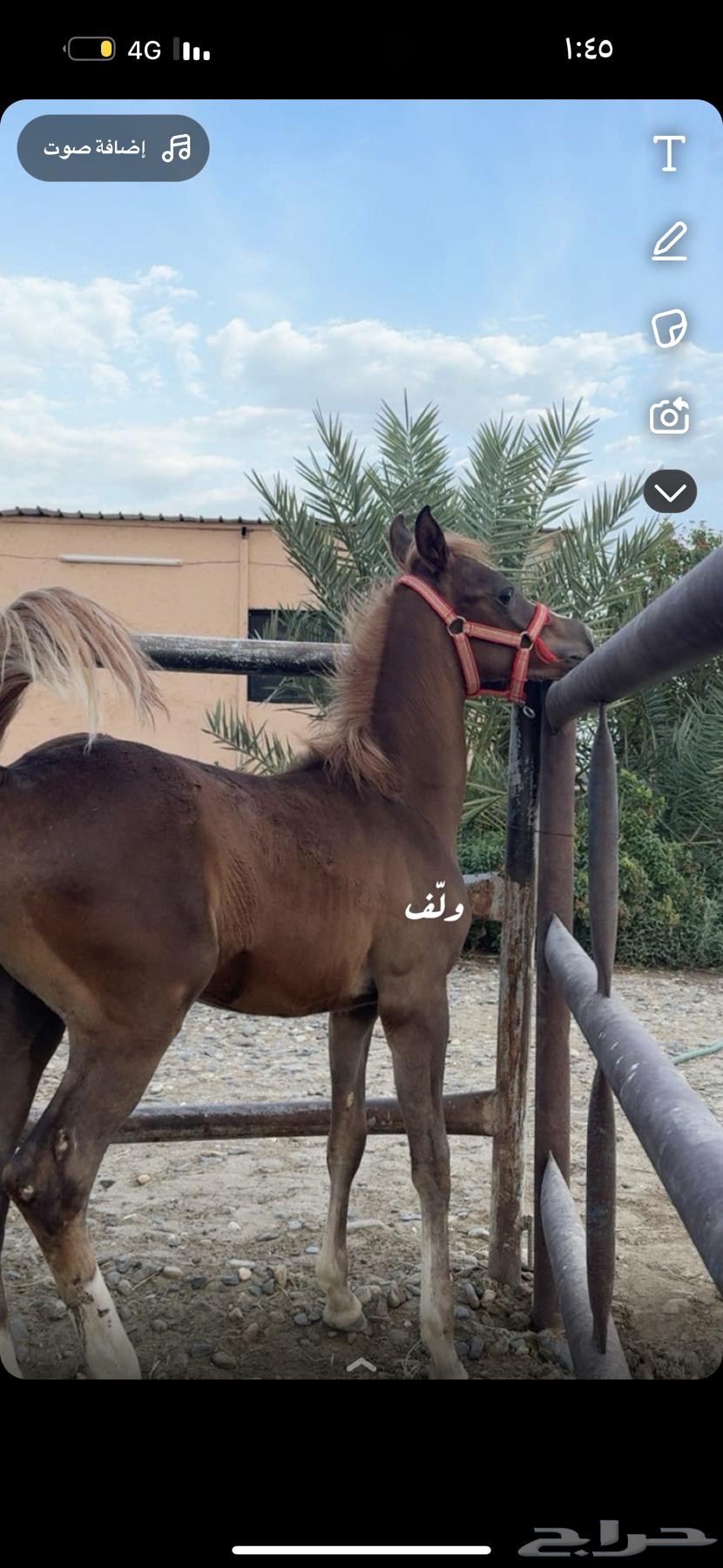 مهر شعبي64419675376643110