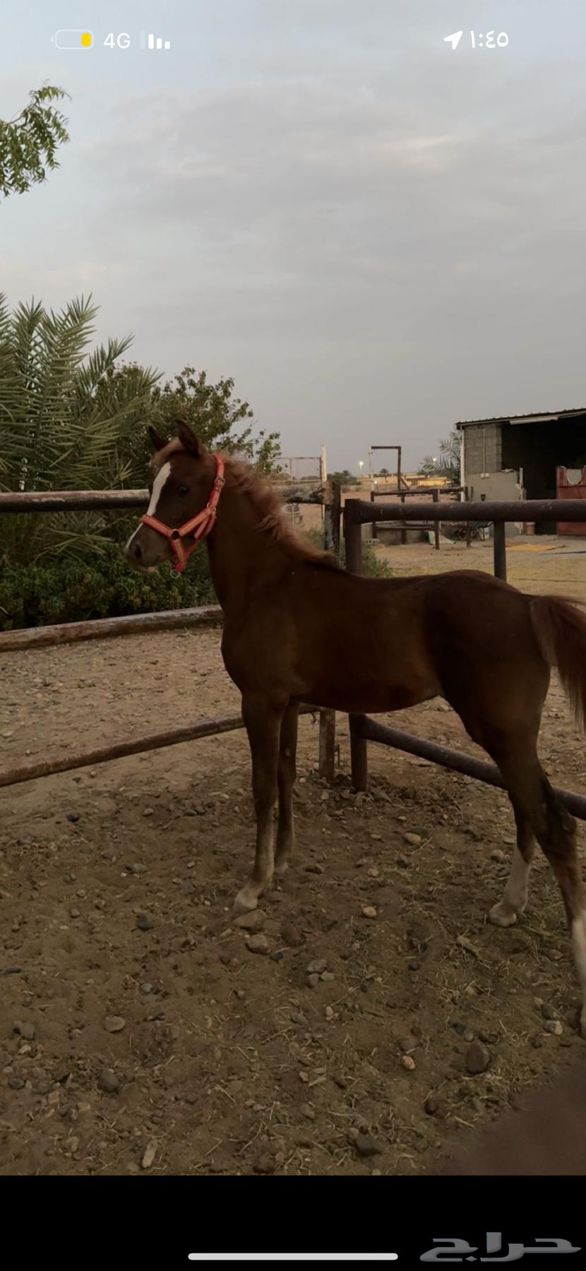 مهر شعبي64419675376643111