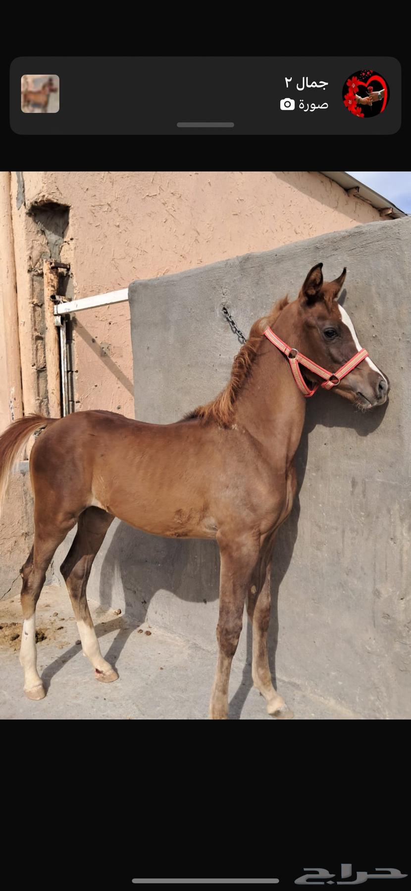 مهر شعبي64419675376643114