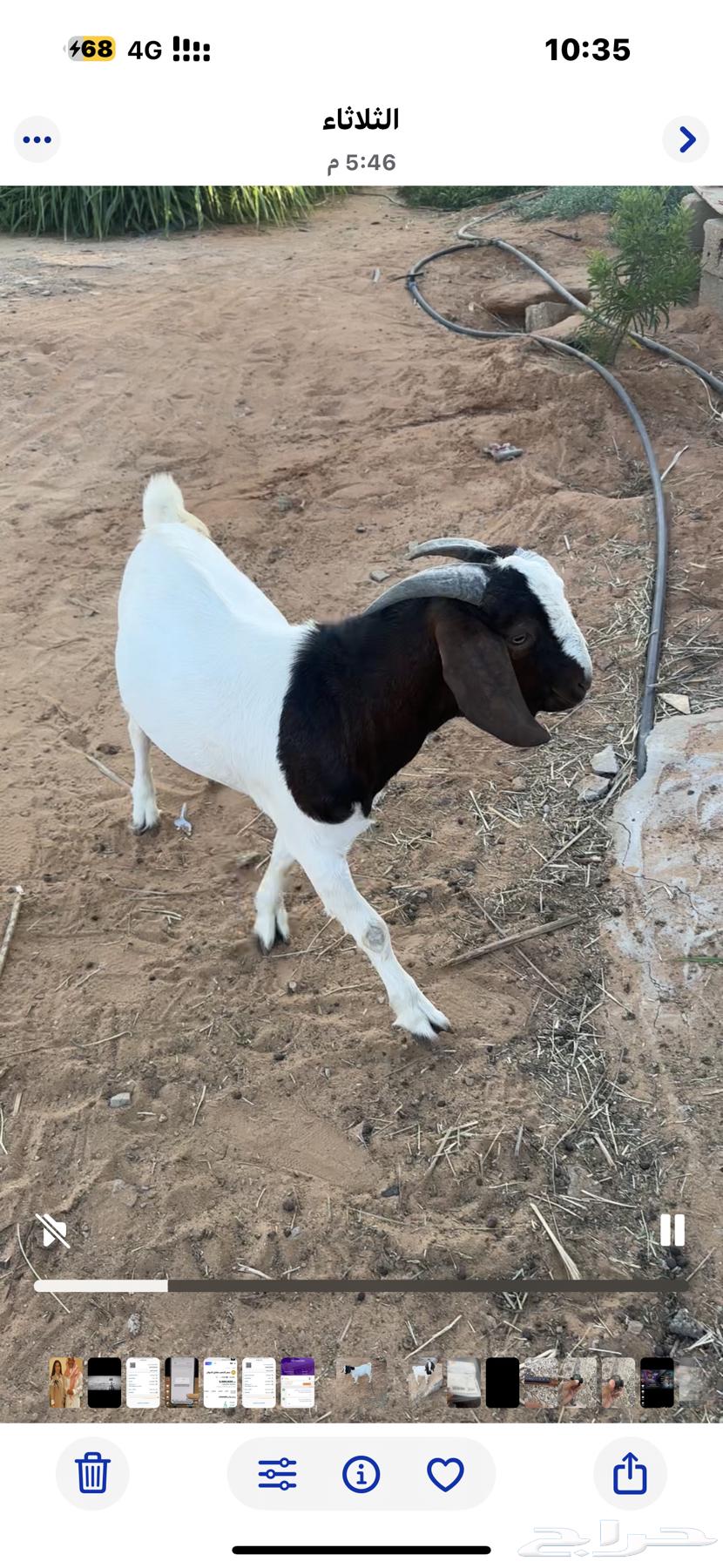 تيس بورقت اصل64425690653569112