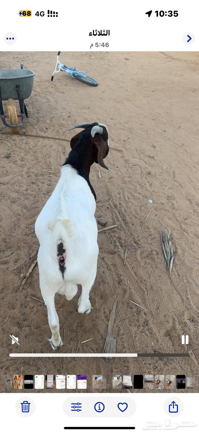 تيس بورقت اصل64425690653569111