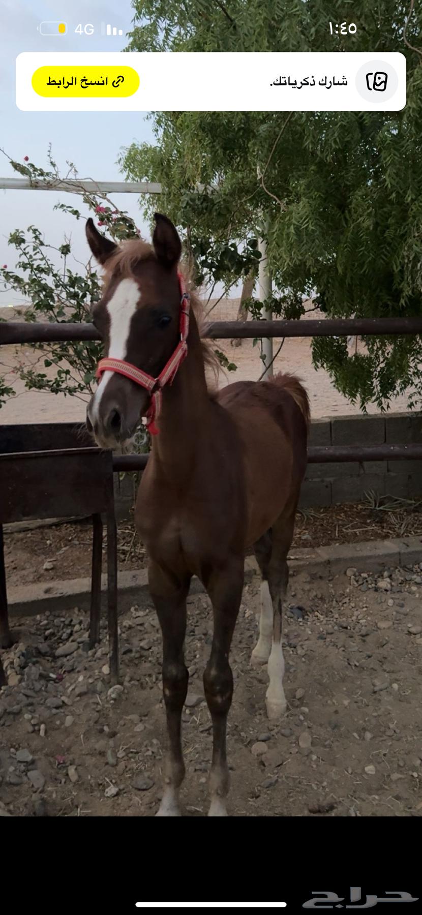 مهر شعبي64419675376643112