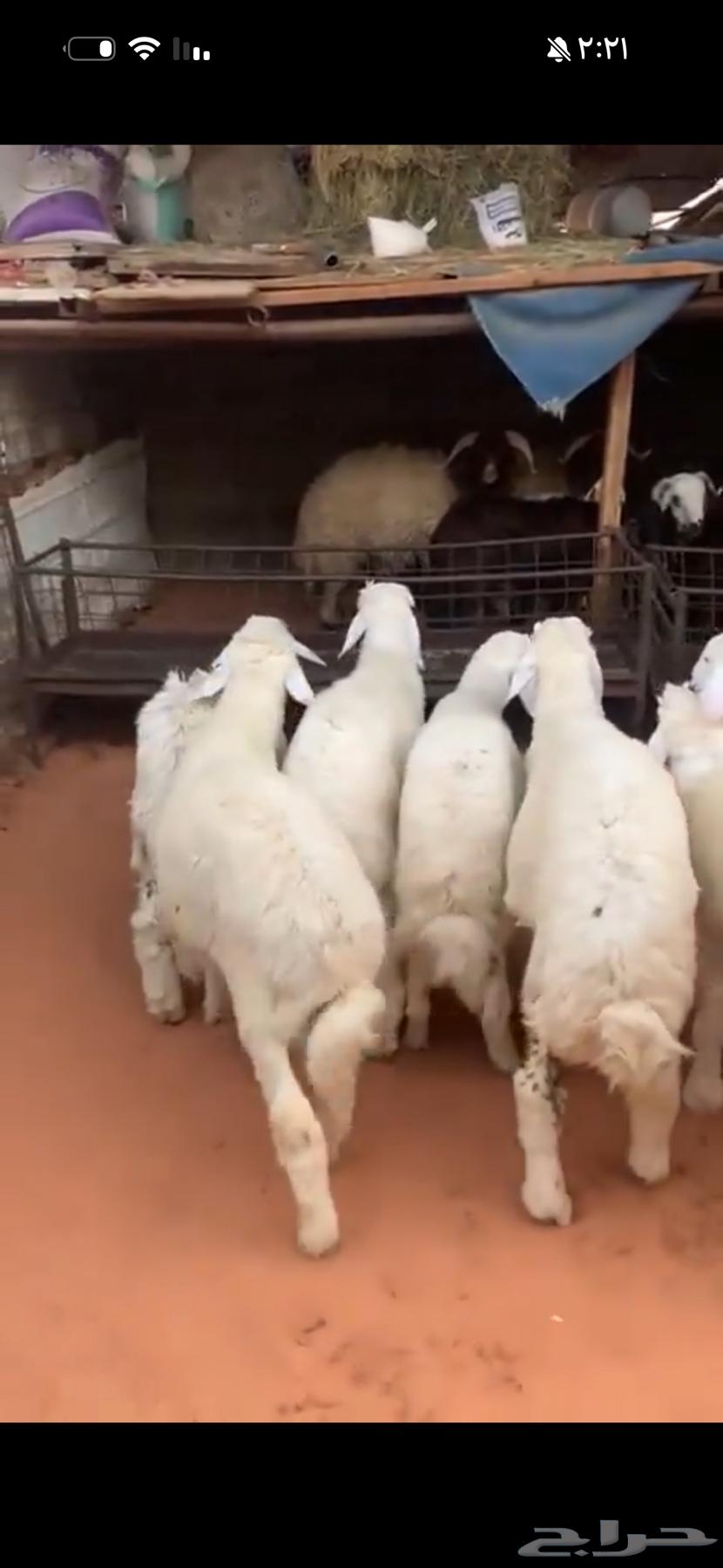 Quality Lamb Slaughtering with Skinning and Delivery64421567565698111