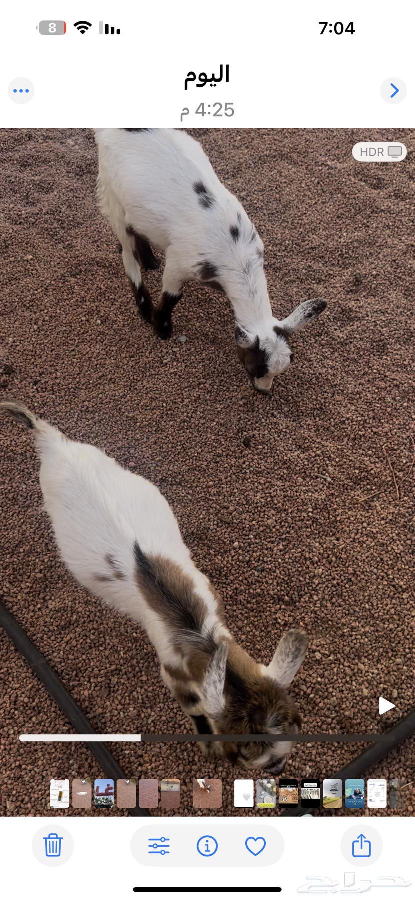 تيس وجفره للبيع64425111448961111