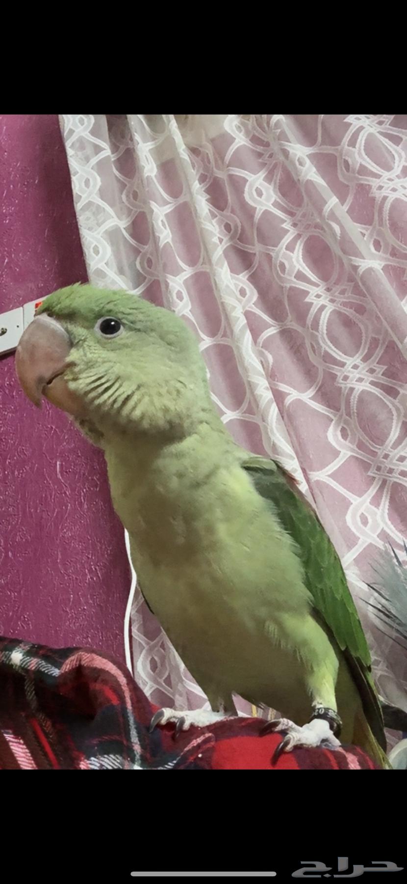 دره نيبالي جامبو64459651771651113