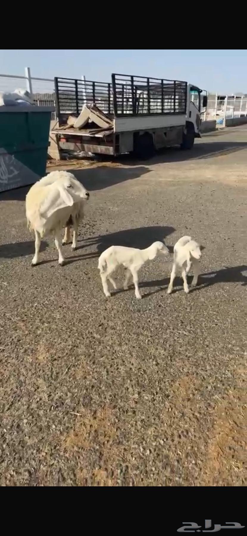 حريات صنف العدد 62 رأس وسم واحد مولد 2 جايبه 464420851136899114