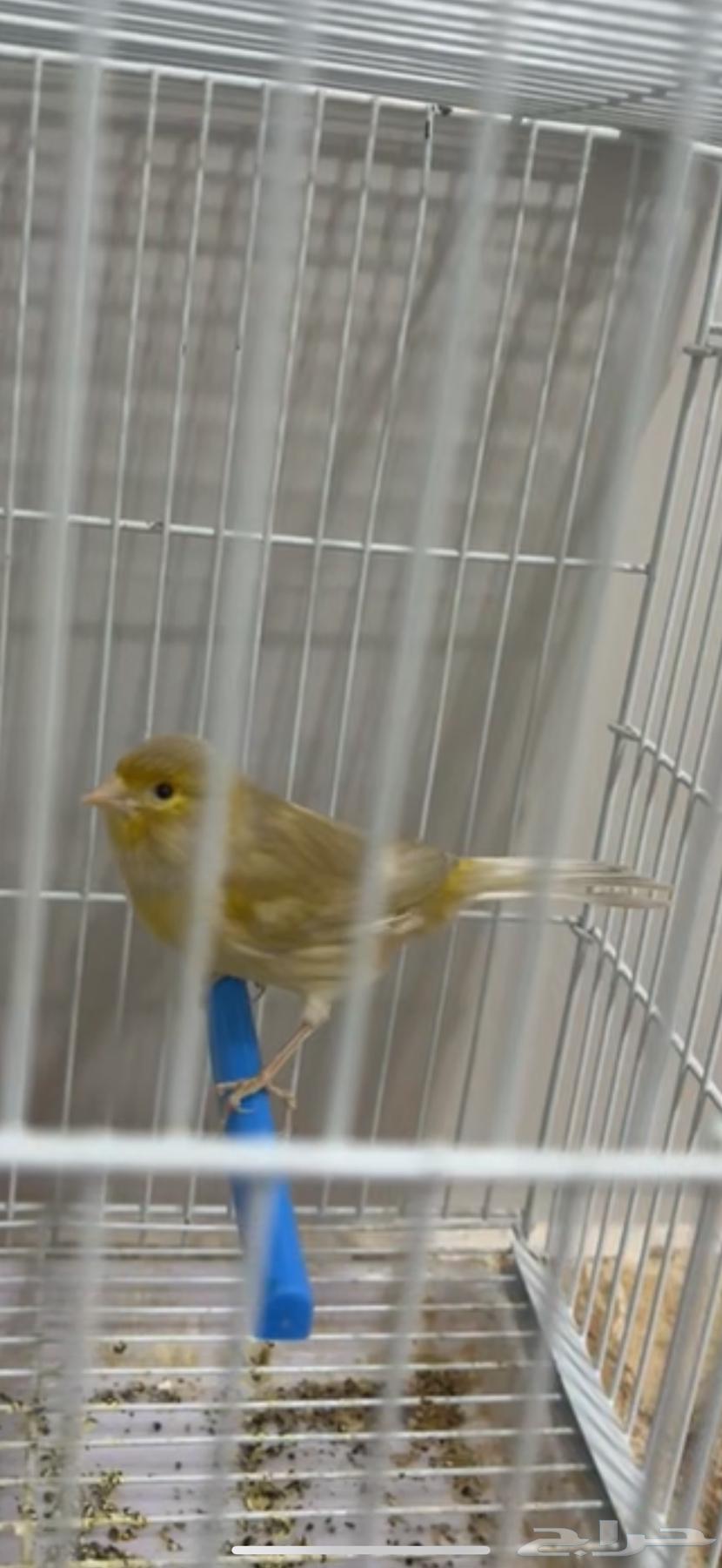 كناري ذكر جاهز64424489017985110