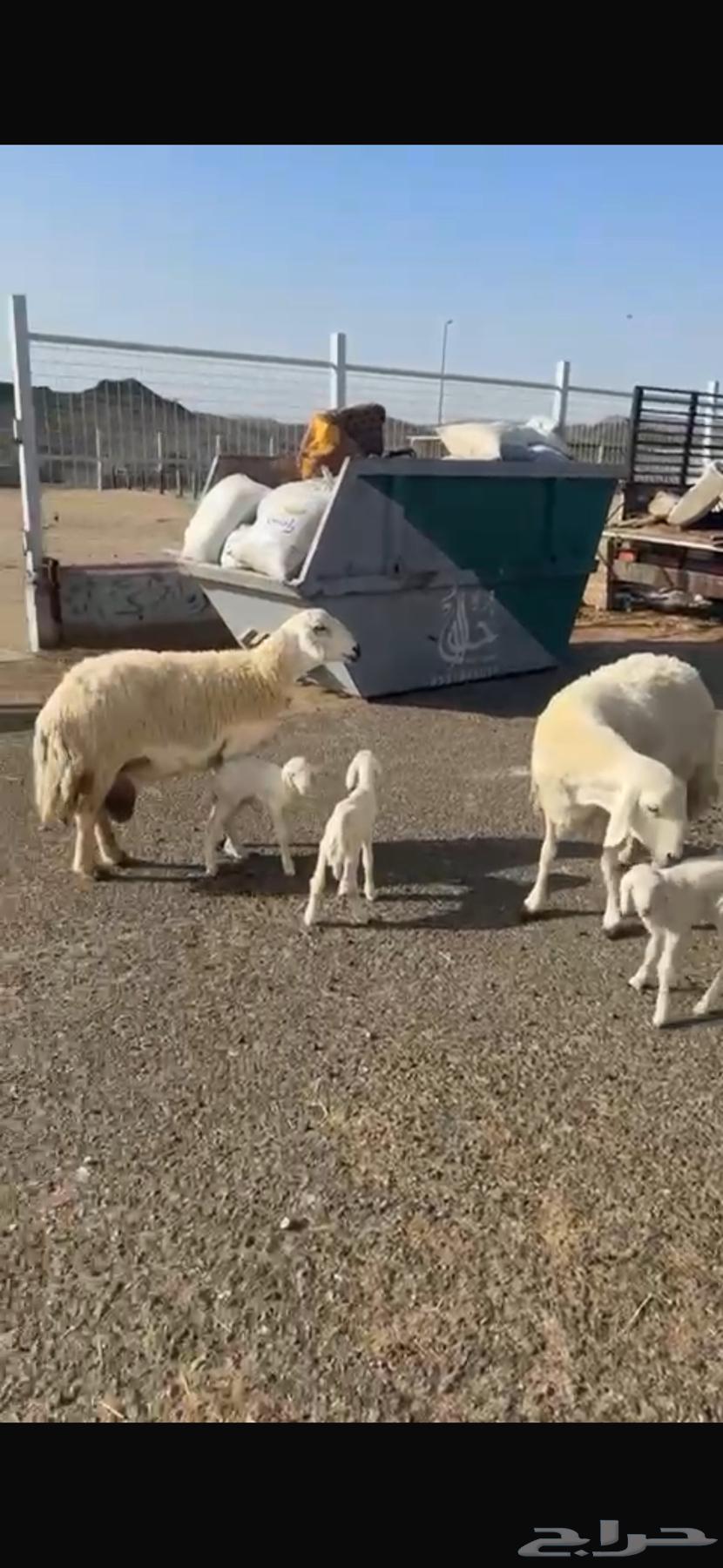 حريات صنف العدد 62 رأس وسم واحد مولد 2 جايبه 464420851136899113