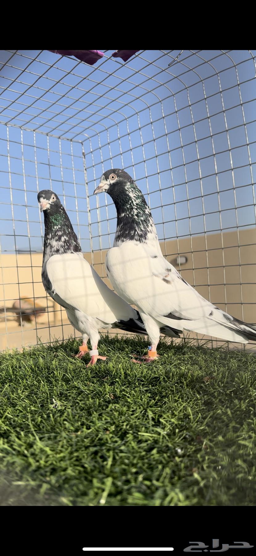 جوز تيدي ( تم البيع )64420580409859110