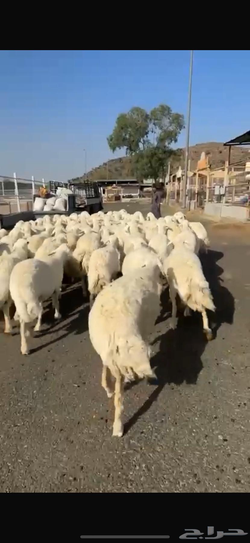 حريات صنف العدد 62 رأس وسم واحد مولد 2 جايبه 464420851136899112