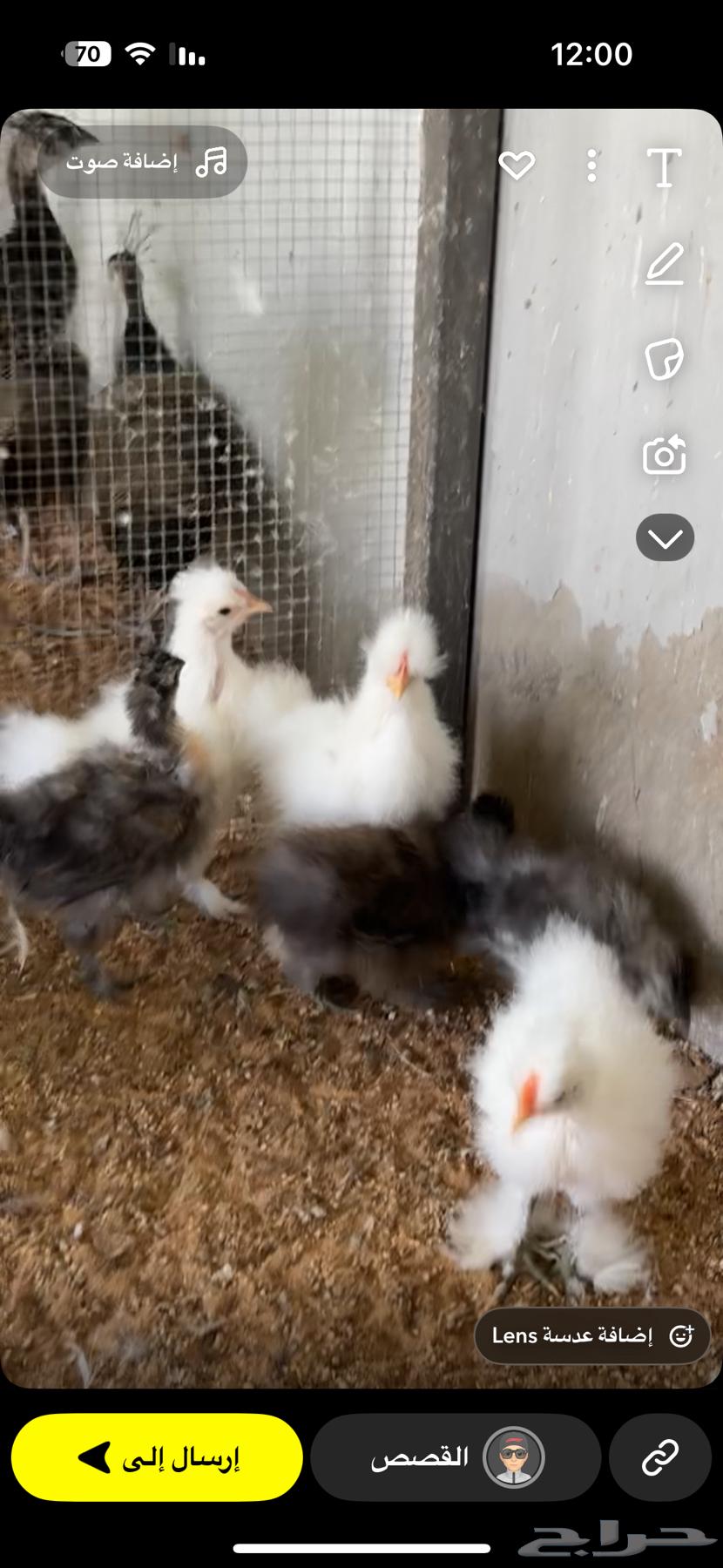 البيع صوص قطني خامس أصابع تم البيع64419211673475111