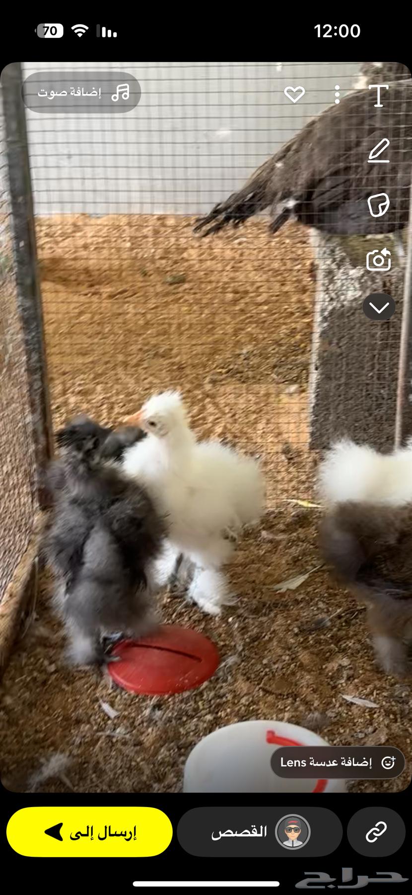 البيع صوص قطني خامس أصابع تم البيع64419211673475110