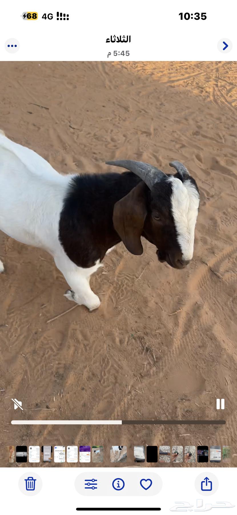 تيس بورقت اصل64425690653569110