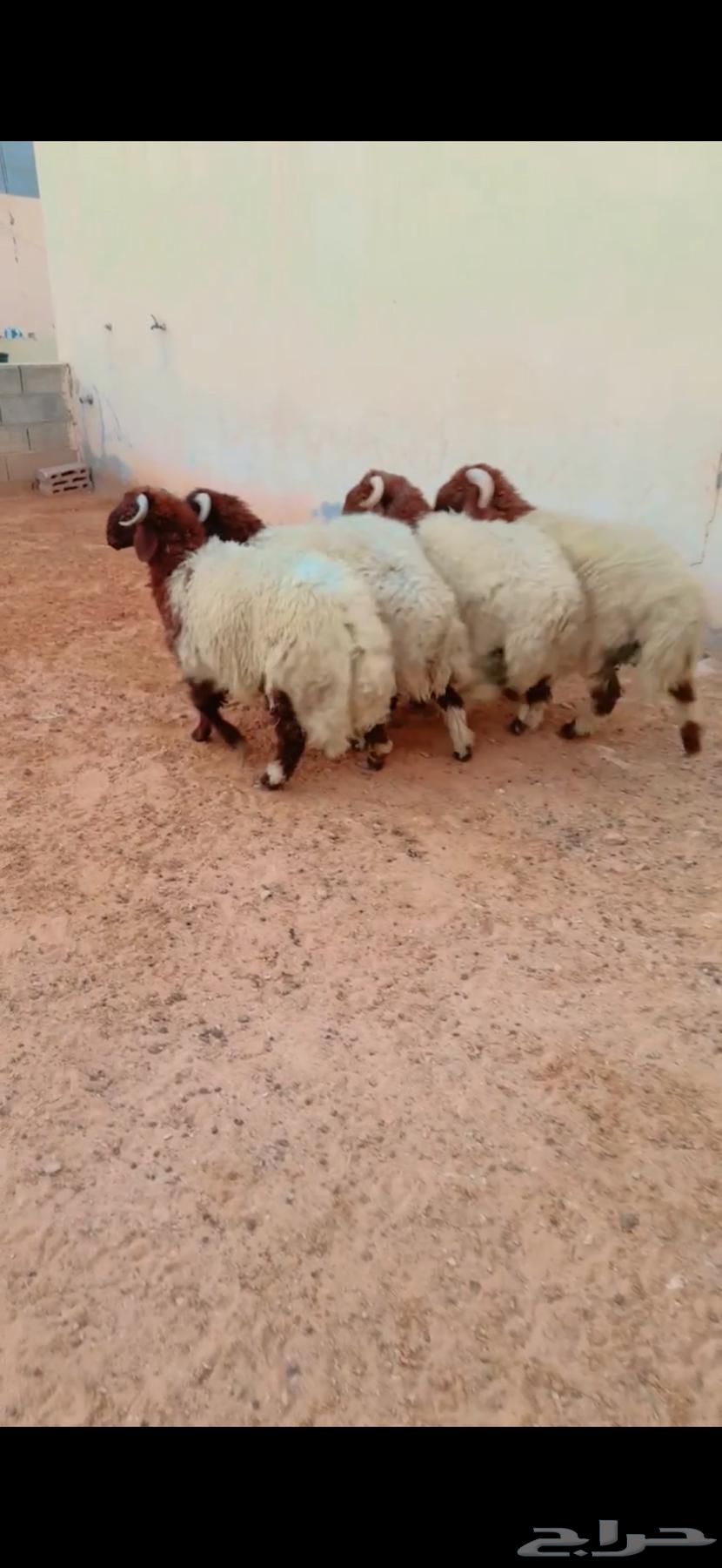 Talians Naeem Al-Riyadh, Al-Shifa District, Any Location We Can Deliver To, Slaughtered Two Others64420810258051110