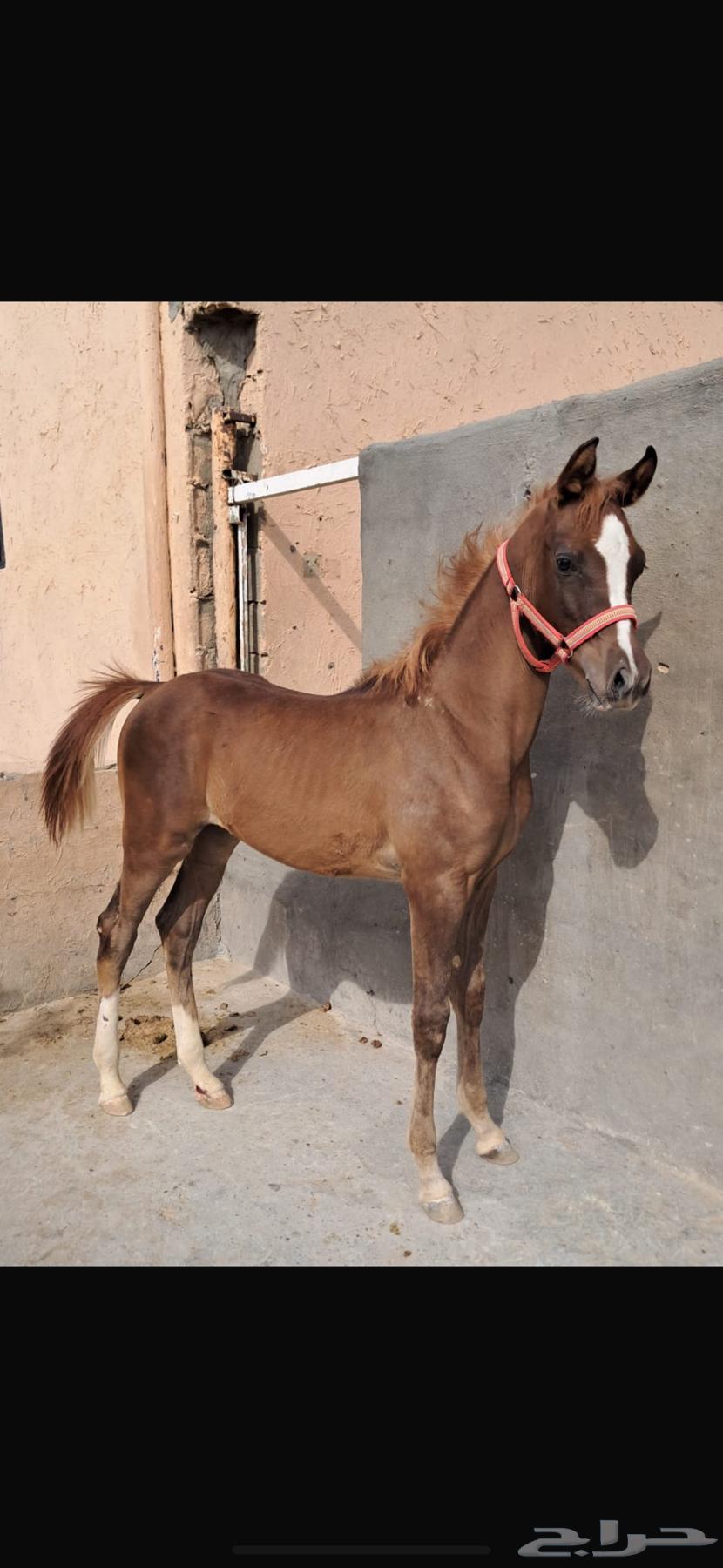 مهر شعبي64419675376643113