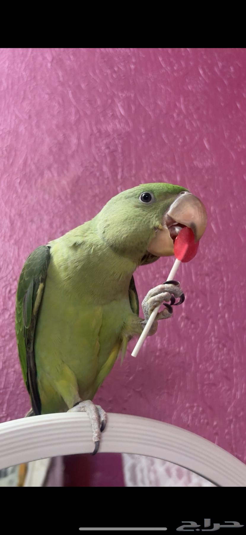 دره نيبالي جامبو64459651771651112