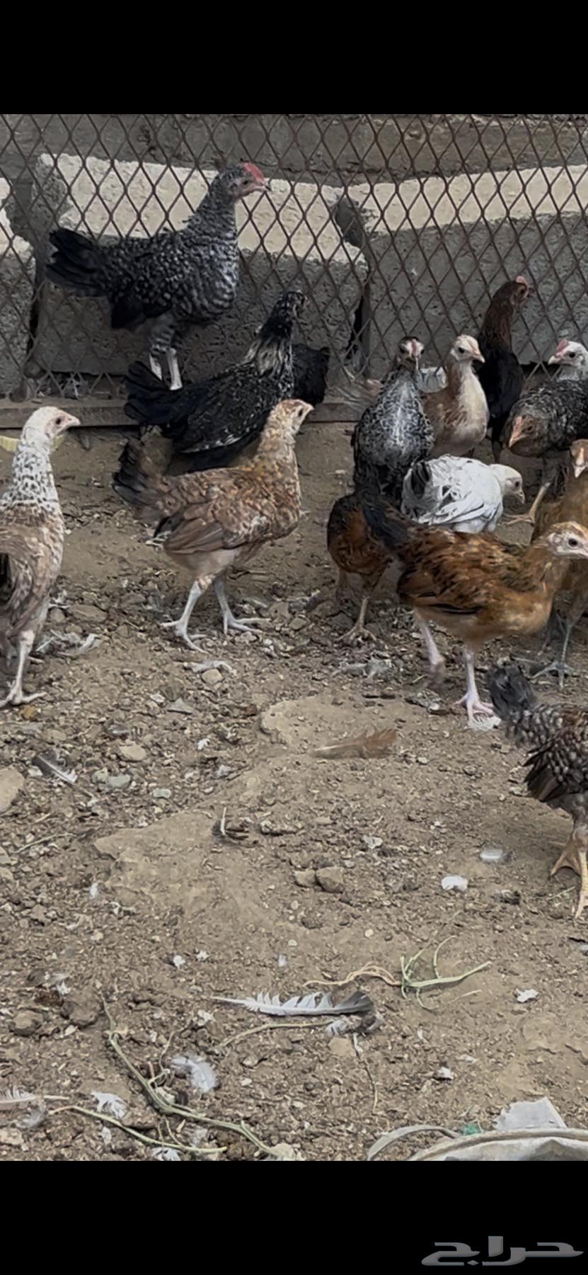 صيصان64422517041793111