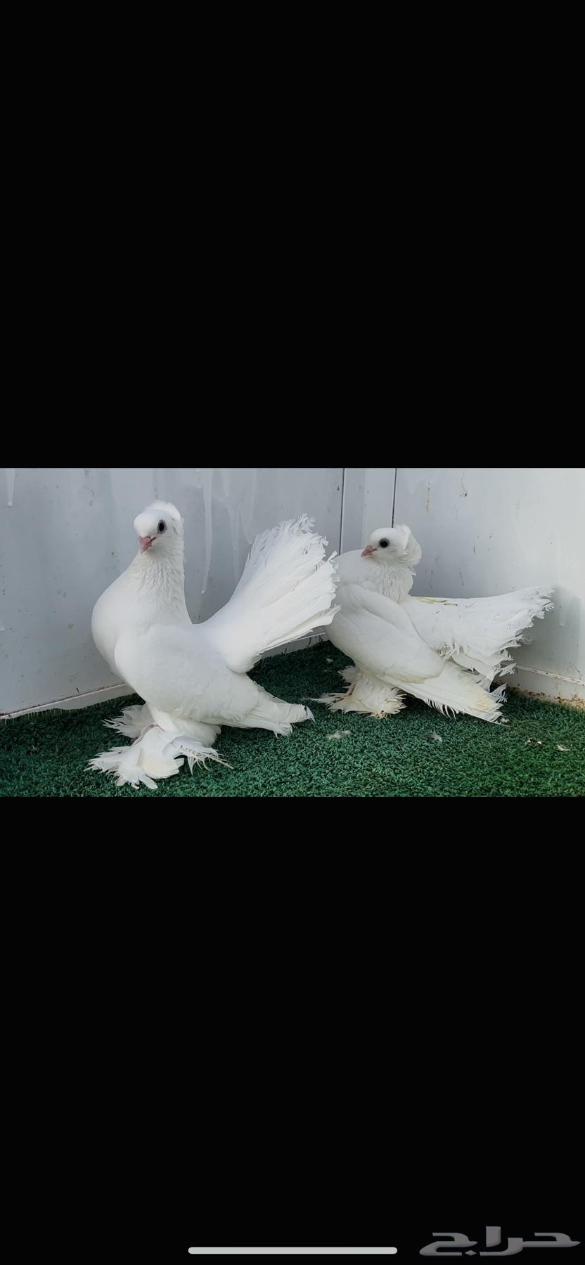 زوج كرنقو ابيض صك64420512914819114