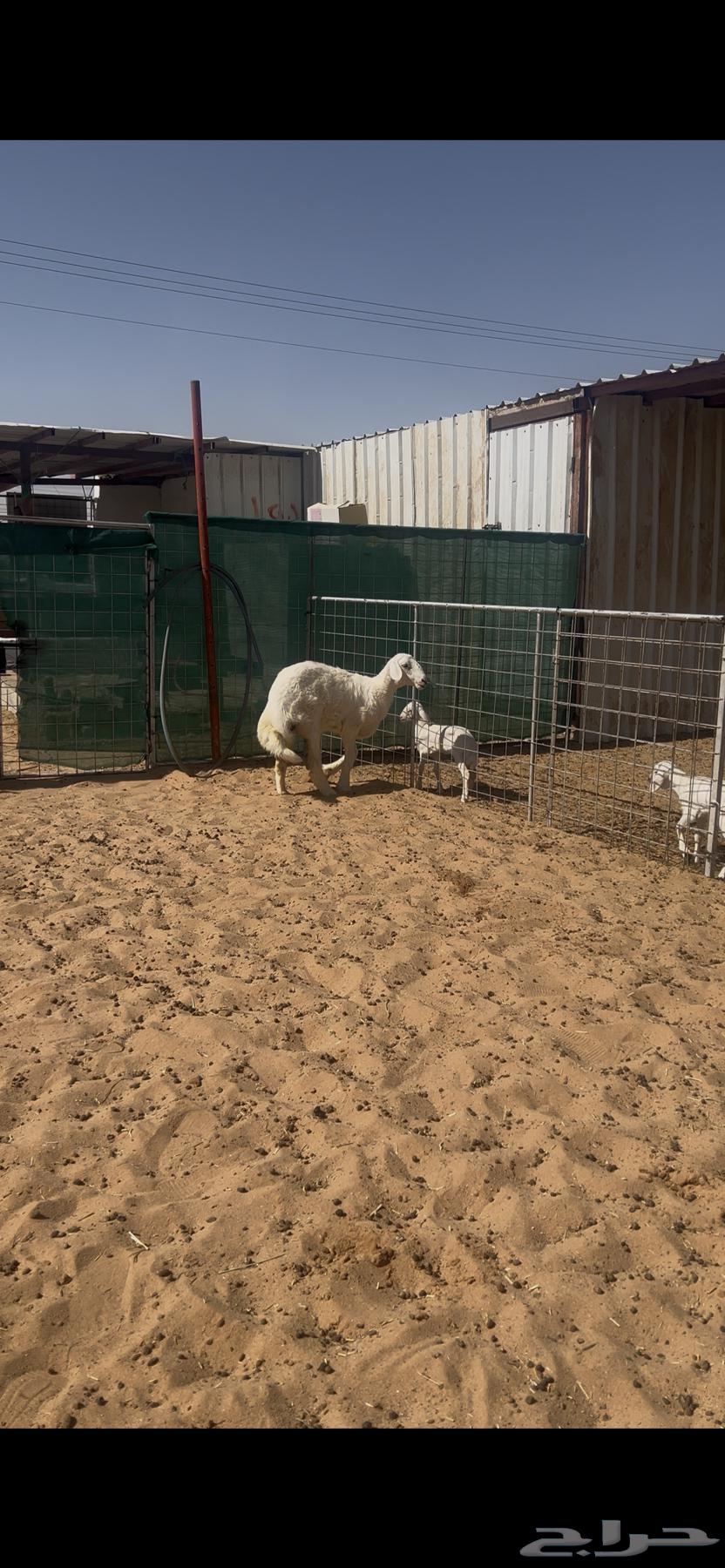 رخل حريه كفو العمر 4 شهور فاخره64421242191874110