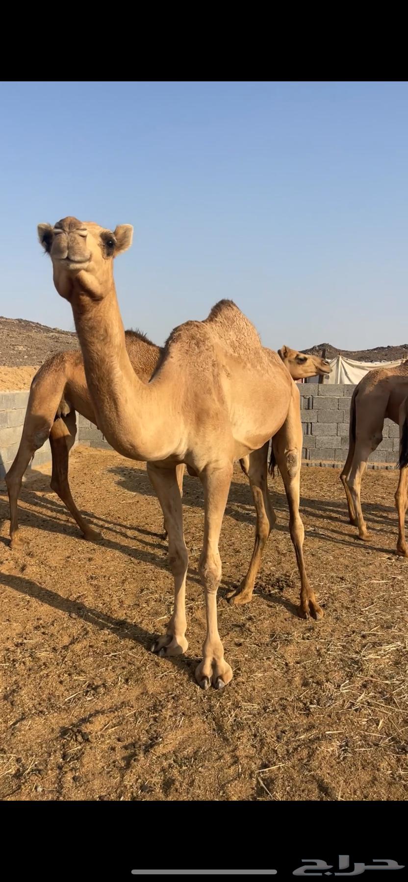 نياق للبيع64424788595459110