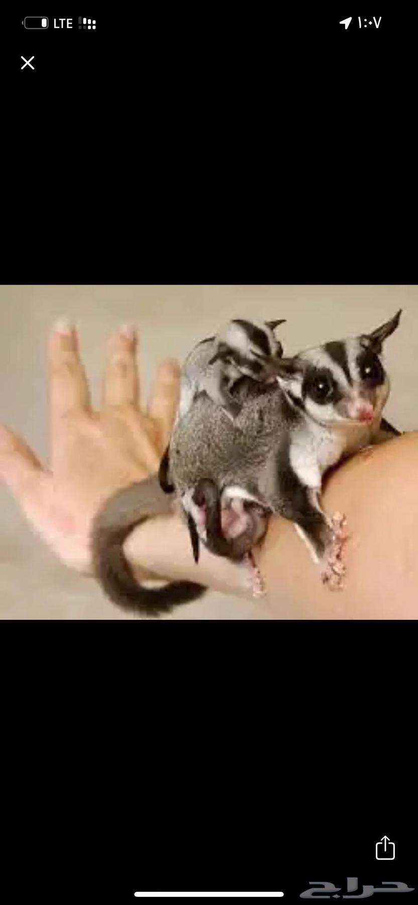 ازواج شوقر قلايدر تابي وتمارا64425583357185110