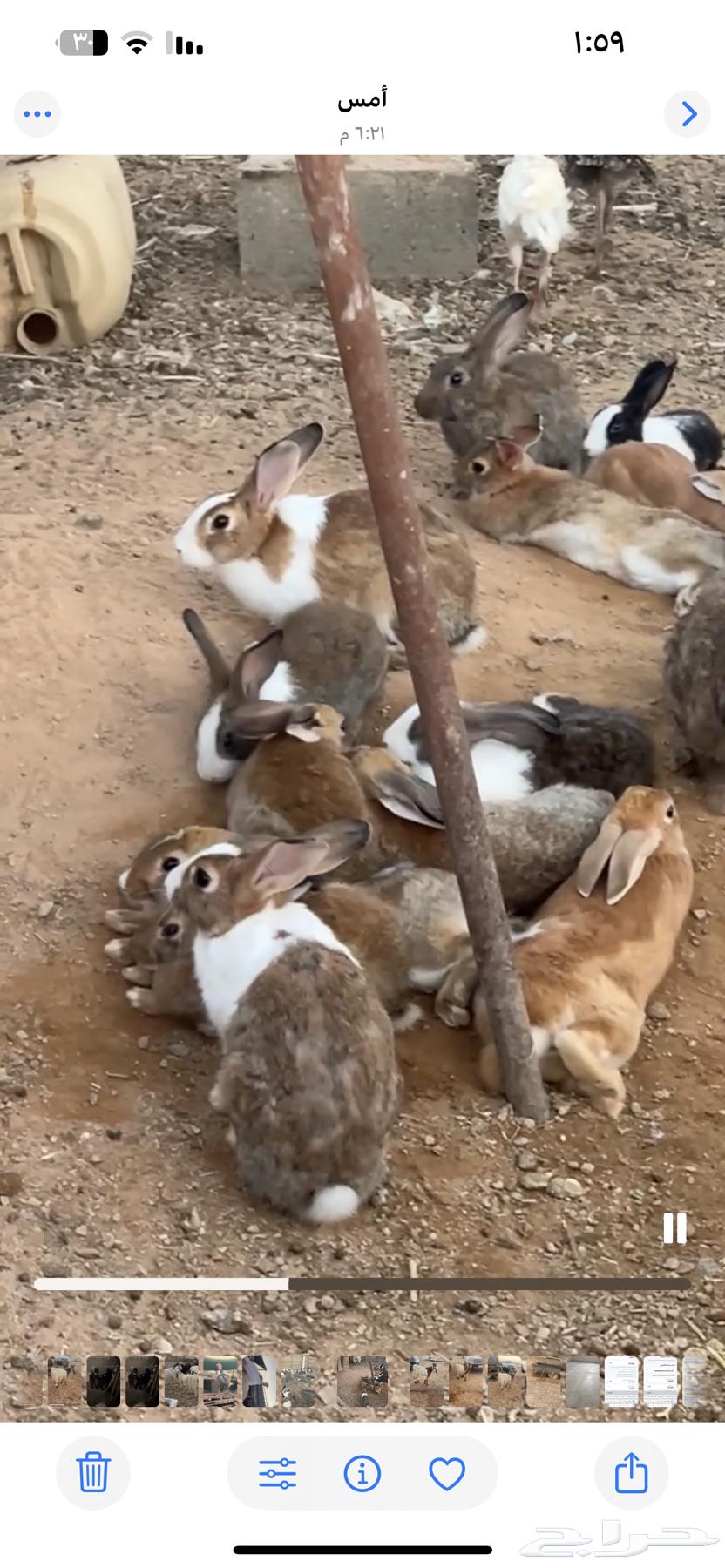 Rabbits64422340533250111