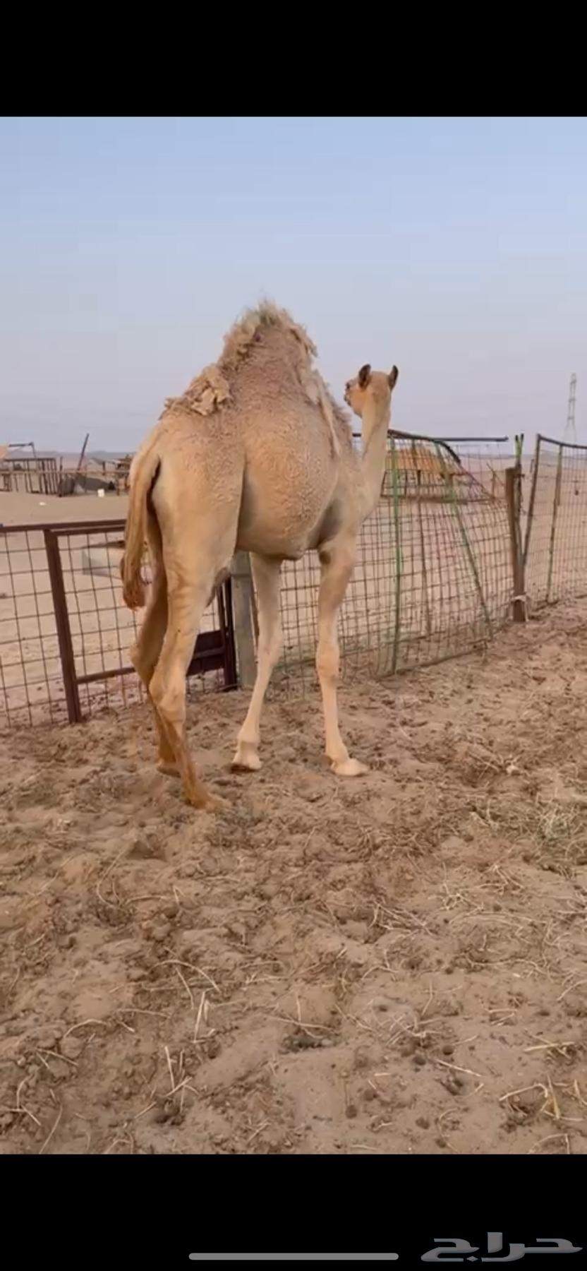 Local sitting set for sale unfolded64425730827650110