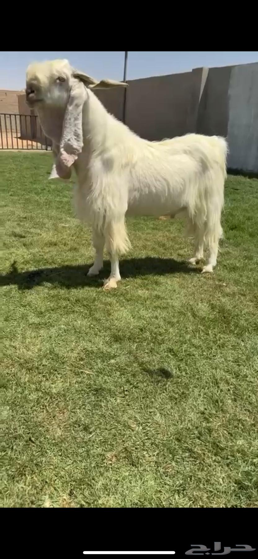 تيس مطور نااادر(تم البيع)64424347697537111