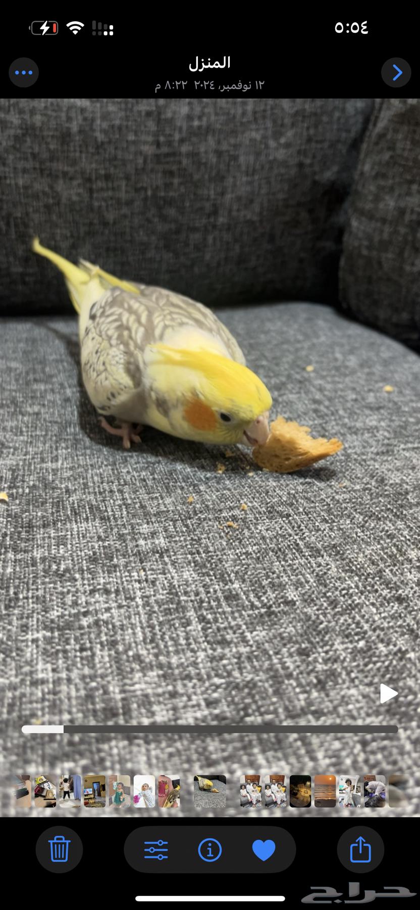 طيور كروان للبيع64423931122562114