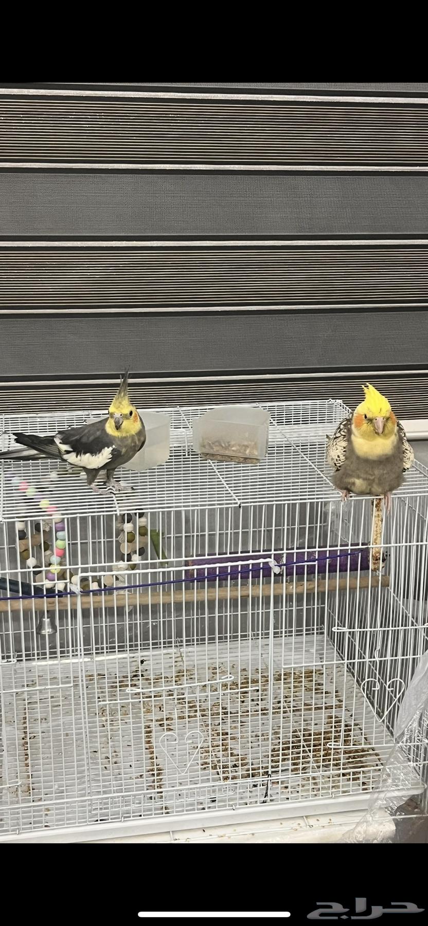 طيور كروان للبيع64423931122562110