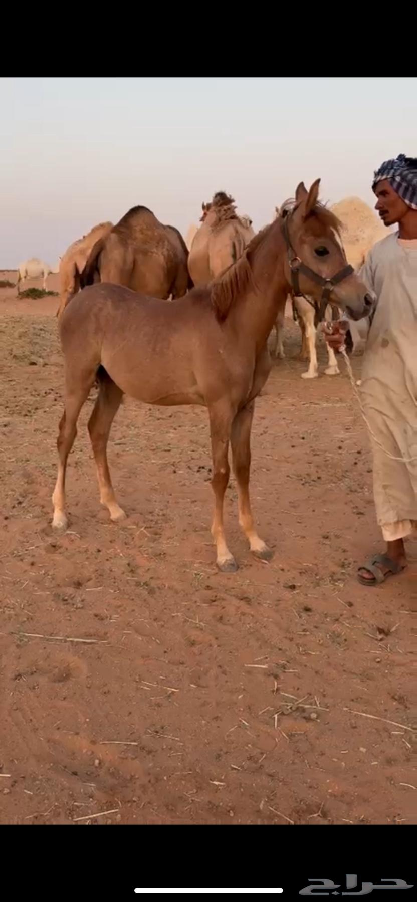 للبيه مهر عربي شيخ الحد 150064425892265987110