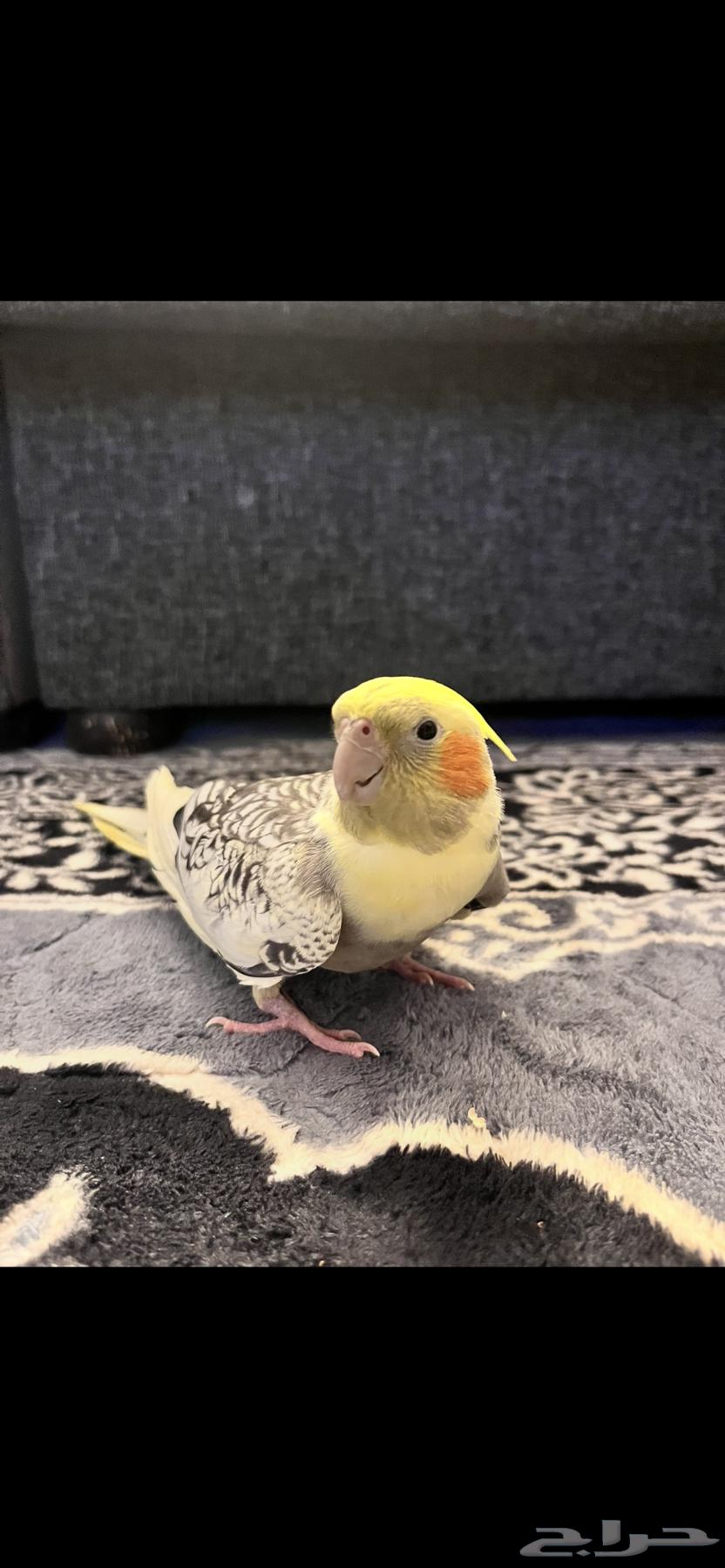 طيور كروان للبيع64423931122562112