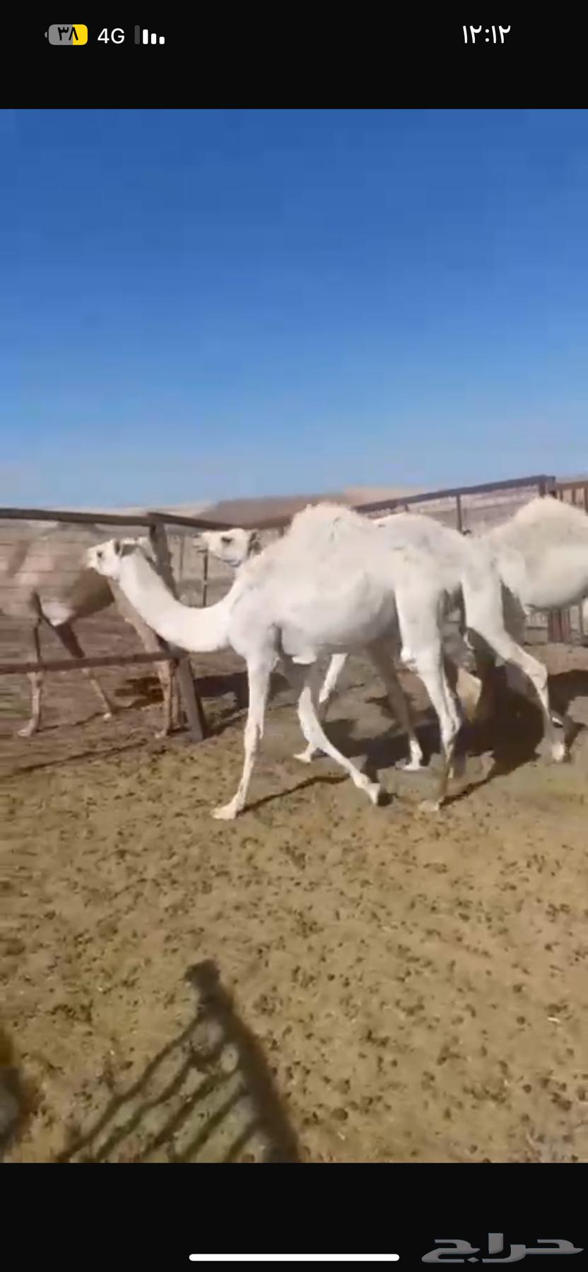 ابل بكار للبيع64419305357059110