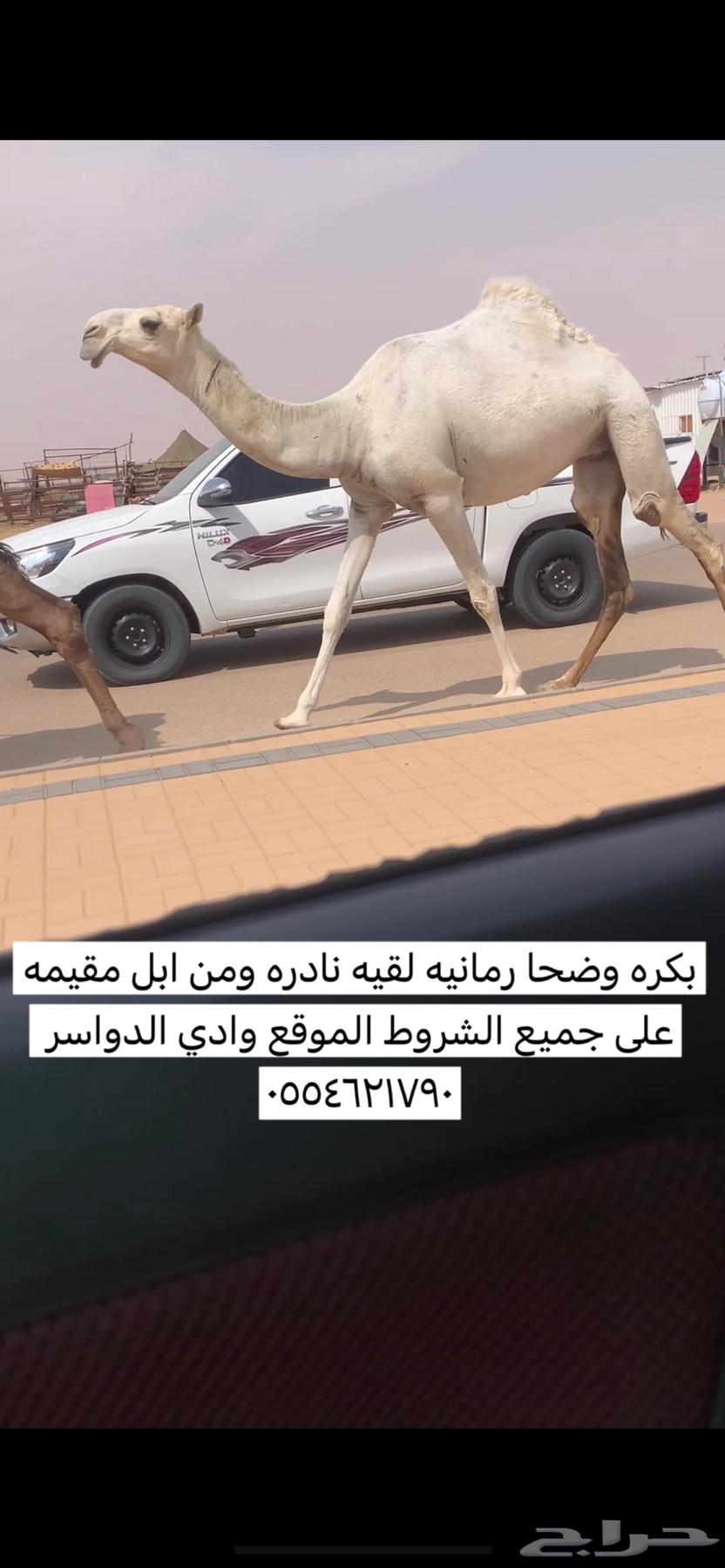 Tomorrow morning, a rare encounter64425851367553110