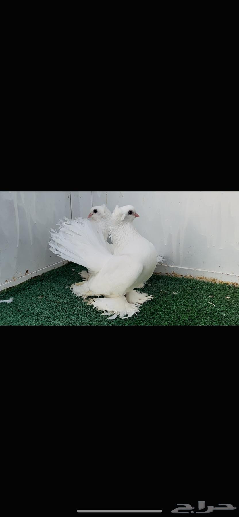 زوج كرنقو ابيض صك64420512914819111