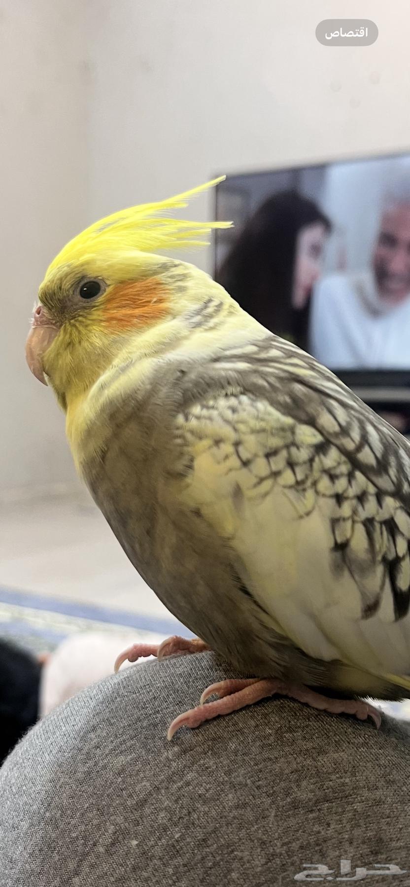 طيور كروان للبيع64423931122562111