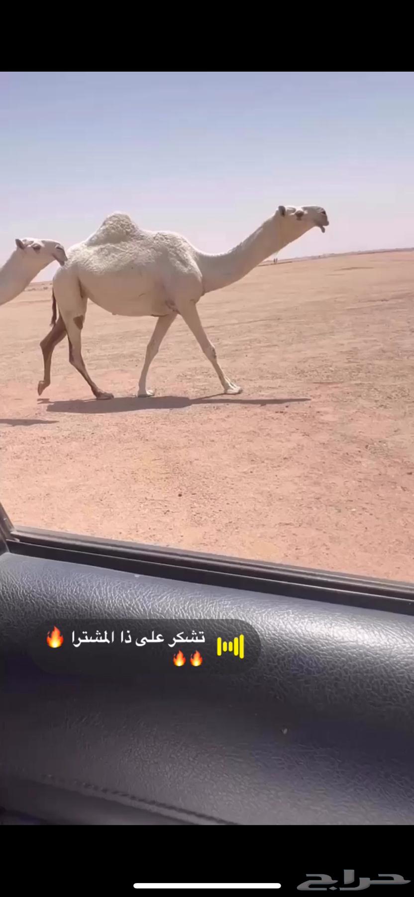 Bakra64424775052801110