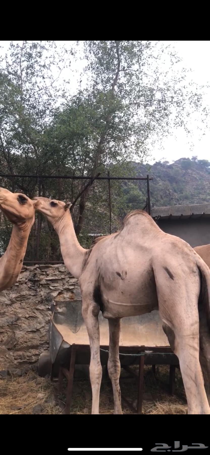 KaiF Camel for Sale64425151955714111