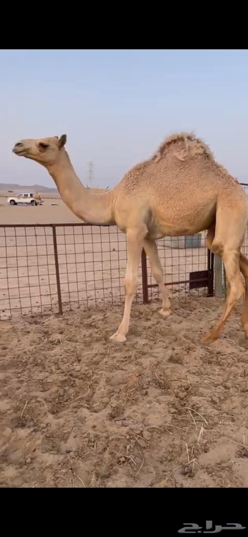 Local sitting set for sale unfolded64425730827650111