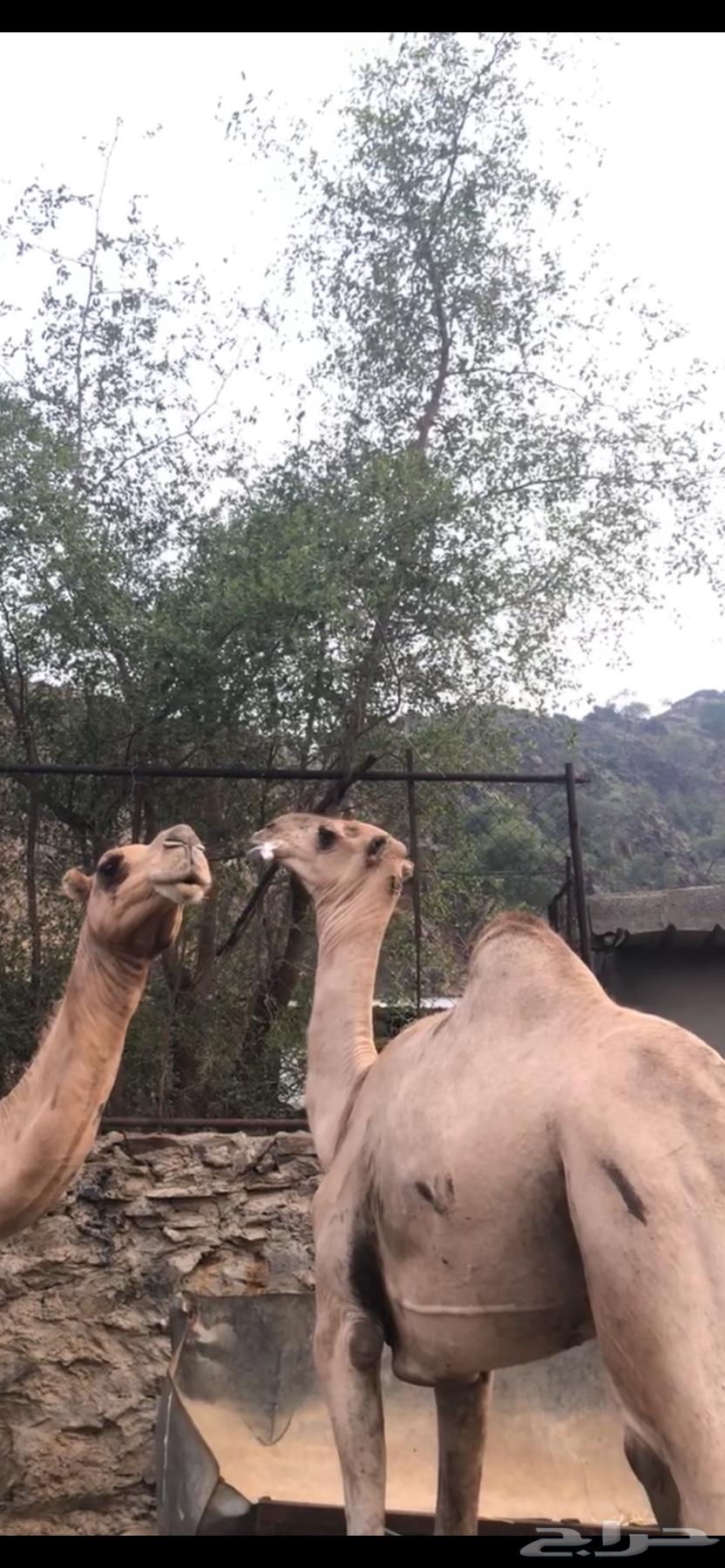 KaiF Camel for Sale64425151955714110