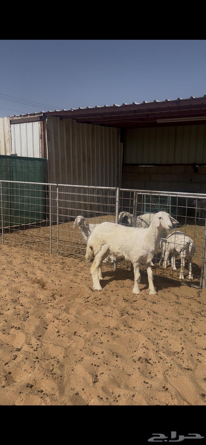 رخل حريه كفو العمر 4 شهور فاخره64421242191874111