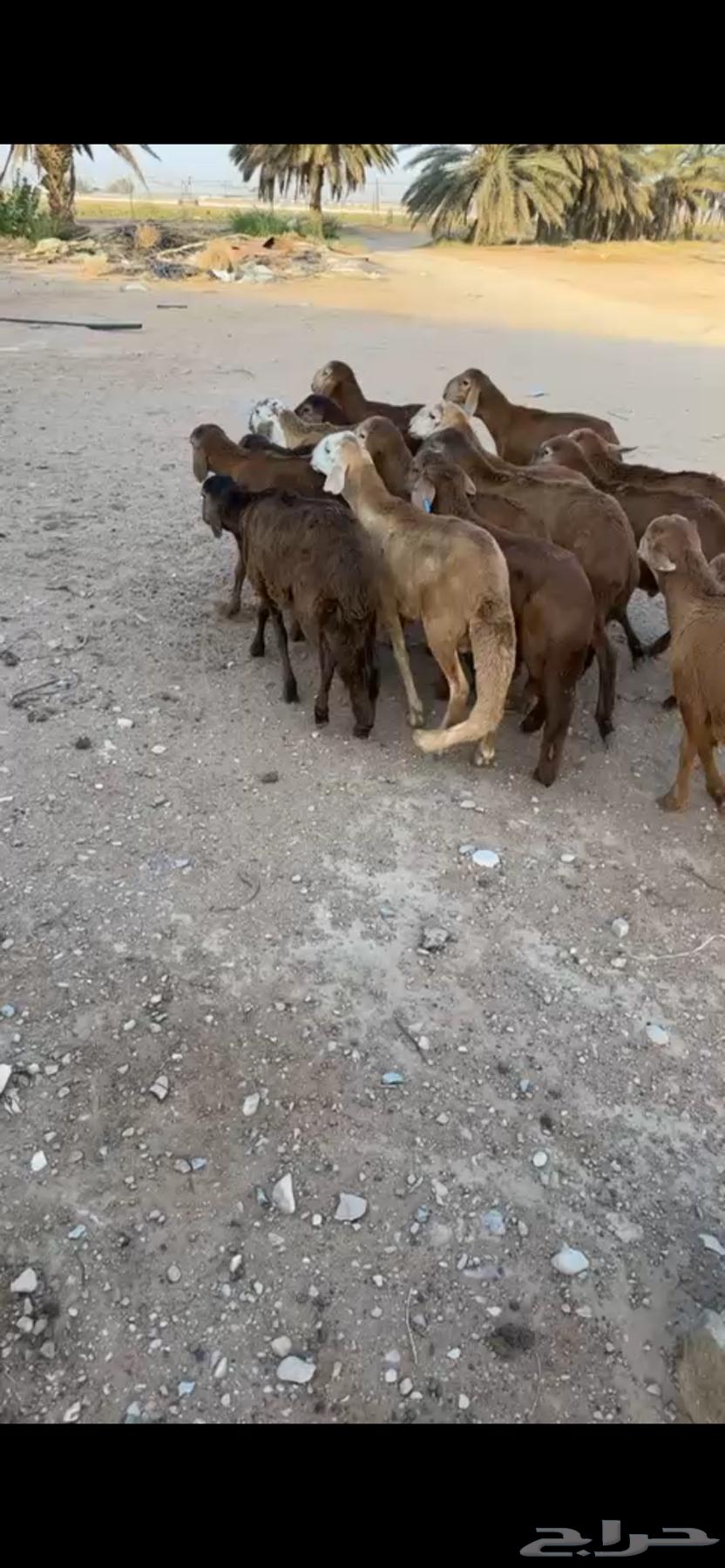 For sale, Hemery sheep (Sold)64422205359489110