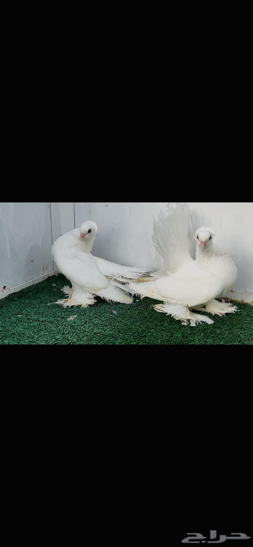 زوج كرنقو ابيض صك64420512914819113