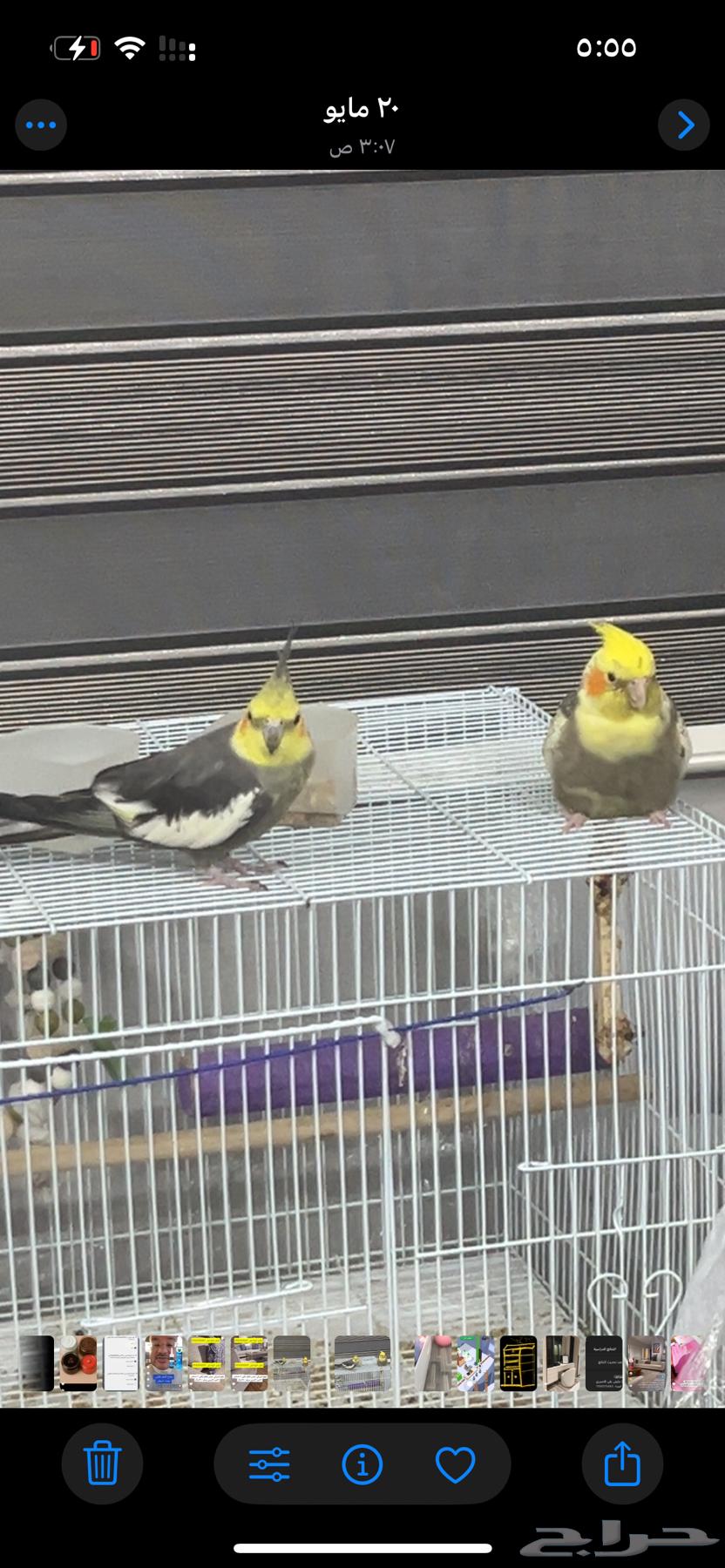 طيور كروان للبيع64423931122562113