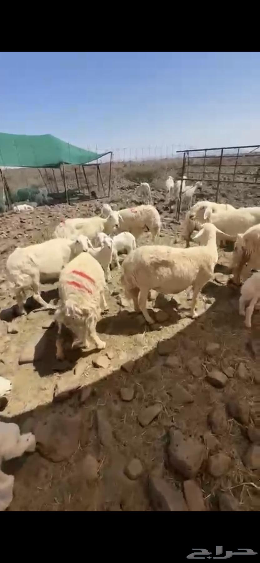 غنم خلفات البيع64421364305795110